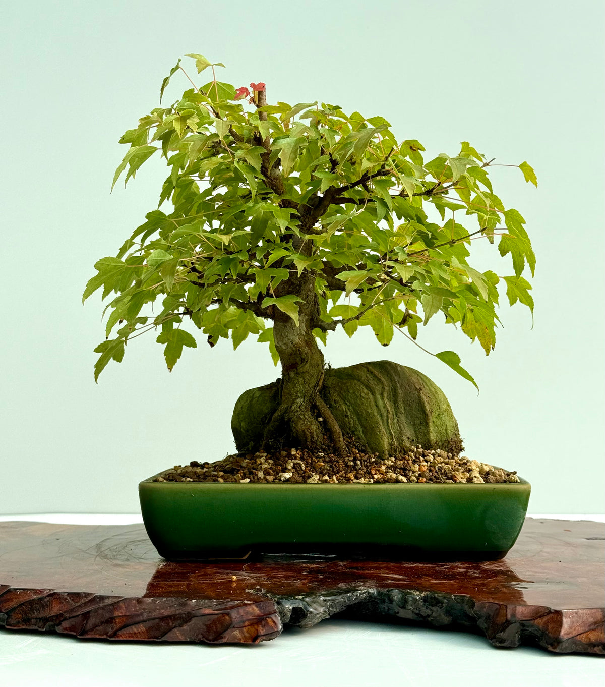 Trident Maple Root Over Rock Bonsai – Acer Buergerianum