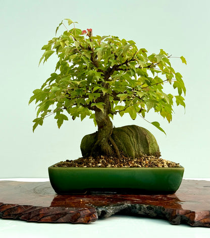 Trident Maple Root Over Rock Bonsai – Acer Buergerianum