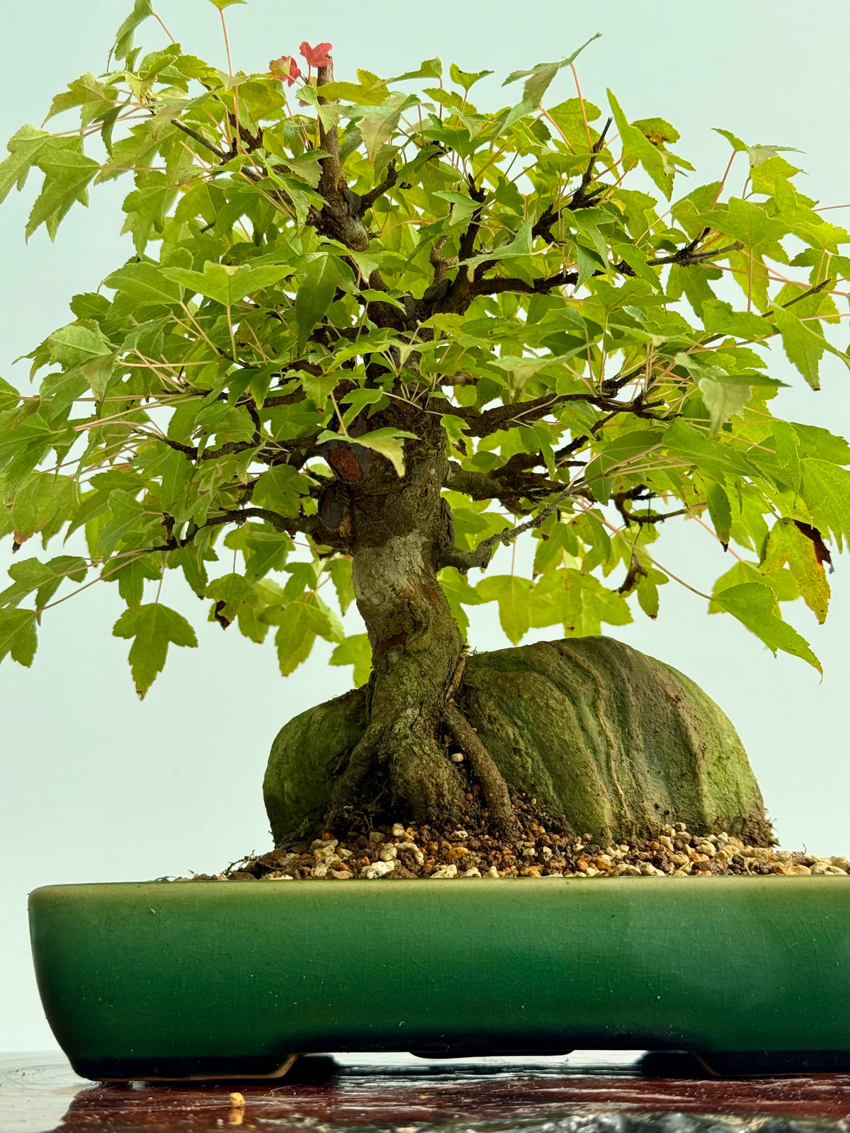 Trident Maple Root Over Rock Bonsai – Acer Buergerianum