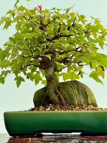 Trident Maple Root Over Rock Bonsai – Acer Buergerianum