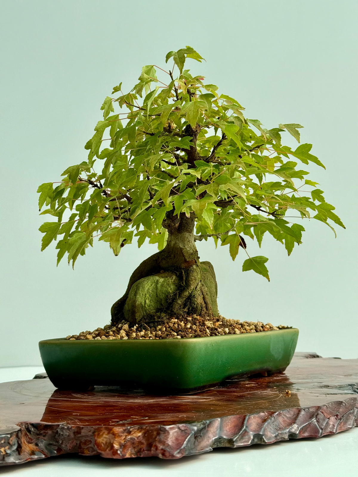 Trident Maple Root Over Rock Bonsai – Acer Buergerianum
