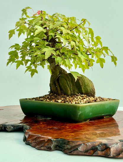 Trident Maple Root Over Rock Bonsai – Acer Buergerianum