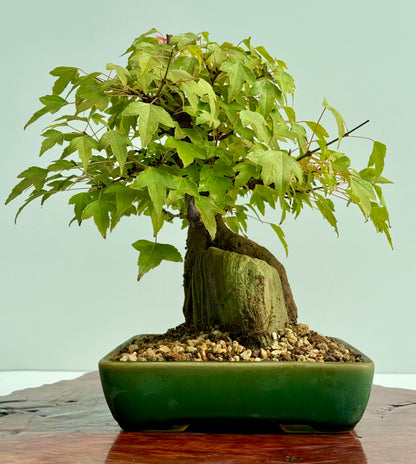 Trident Maple Root Over Rock Bonsai – Acer Buergerianum