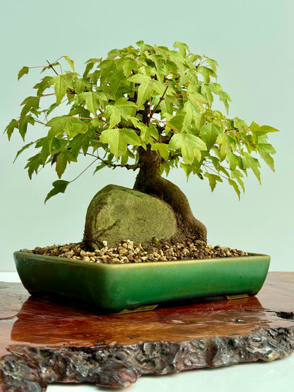 Trident Maple Root Over Rock Bonsai – Acer Buergerianum
