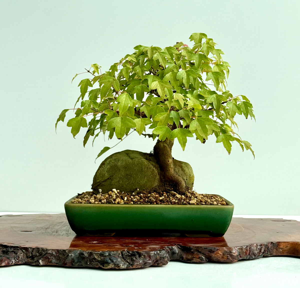 Trident Maple Root Over Rock Bonsai – Acer Buergerianum