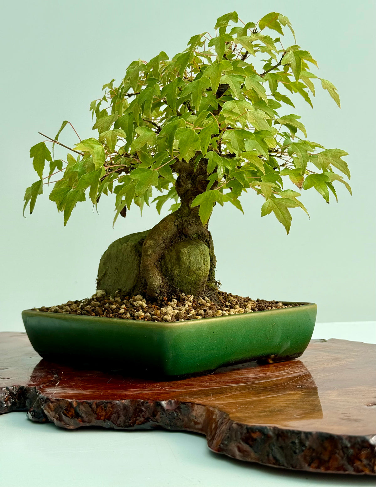 Trident Maple Root Over Rock Bonsai – Acer Buergerianum