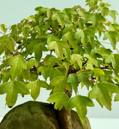 Trident Maple Root Over Rock Bonsai – Acer Buergerianum