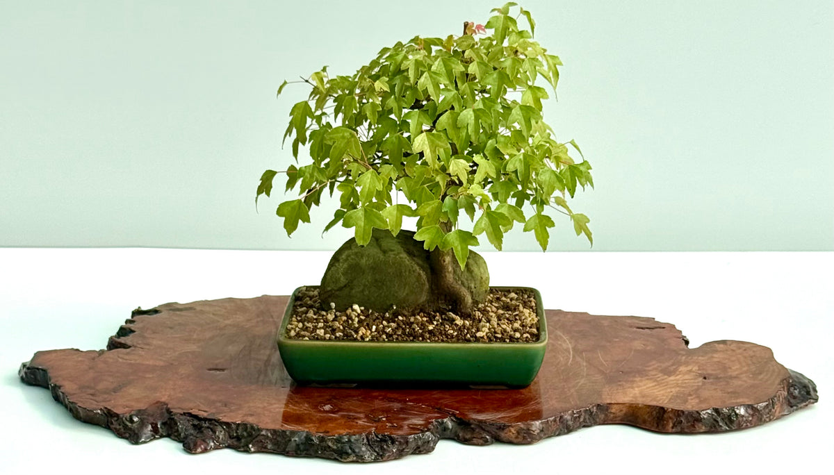 Trident Maple Root Over Rock Bonsai – Acer Buergerianum