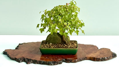 Trident Maple Root Over Rock Bonsai – Acer Buergerianum
