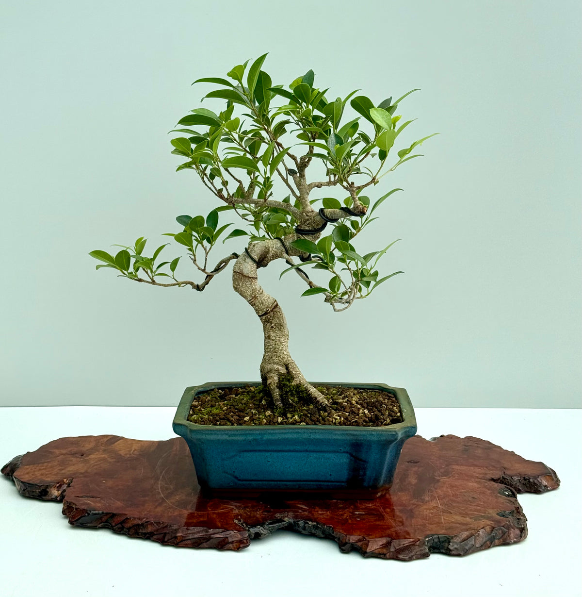 Ficus Retusa Indoor Bonsai Tree
