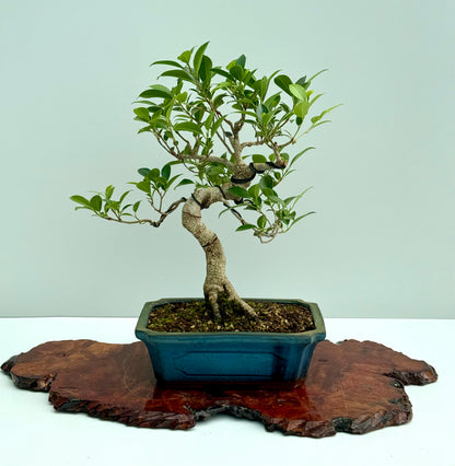 Ficus Retusa Indoor Bonsai Tree
