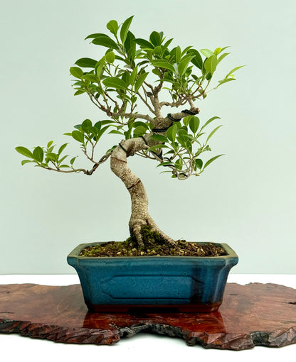Ficus Retusa Indoor Bonsai Tree