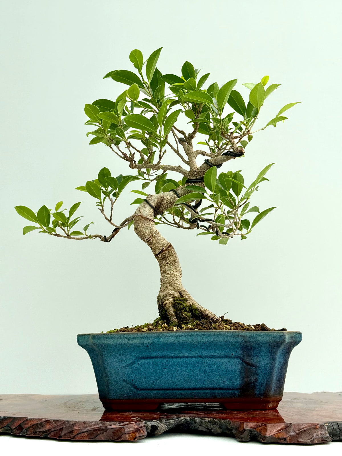 Ficus Retusa Indoor Bonsai Tree