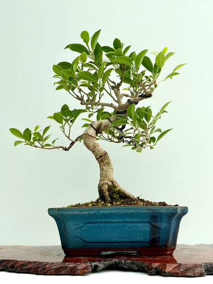 Ficus Retusa Indoor Bonsai Tree