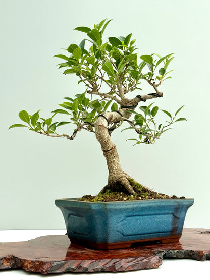 Ficus Retusa Indoor Bonsai Tree