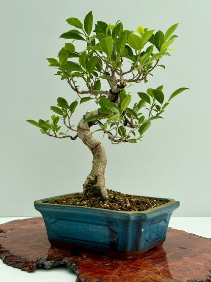 Ficus Retusa Indoor Bonsai Tree