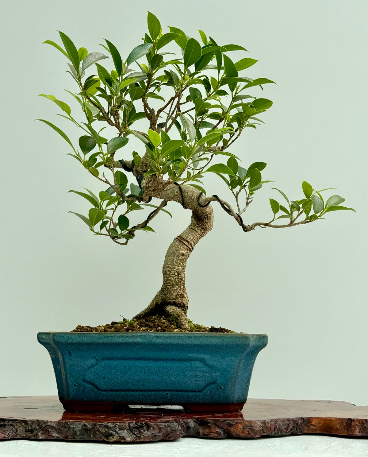 Ficus Retusa Indoor Bonsai Tree