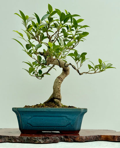 Ficus Retusa Indoor Bonsai Tree