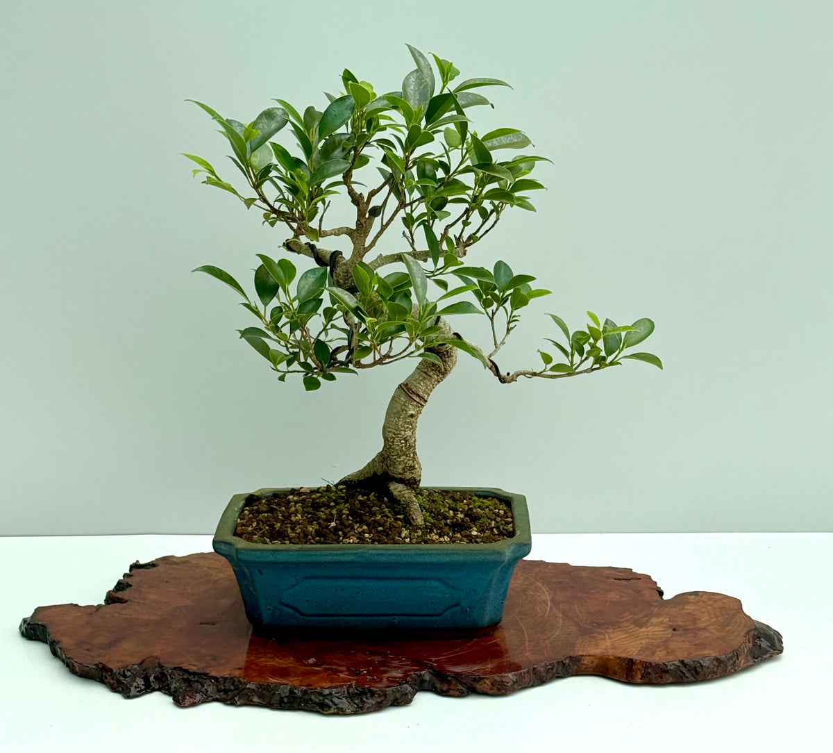 Ficus Retusa Indoor Bonsai Tree