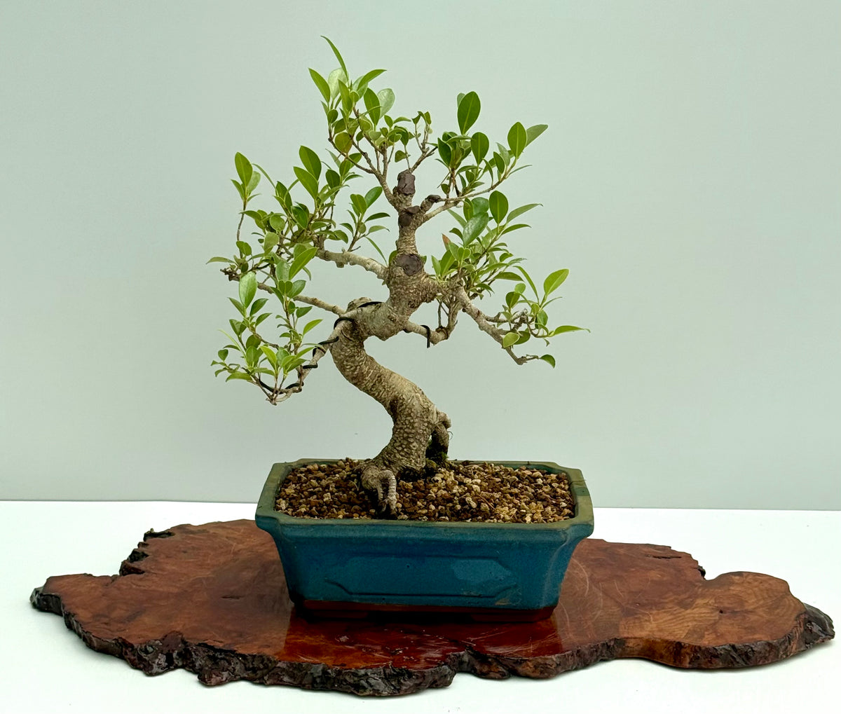 Ficus Retusa Indoor Bonsai Tree