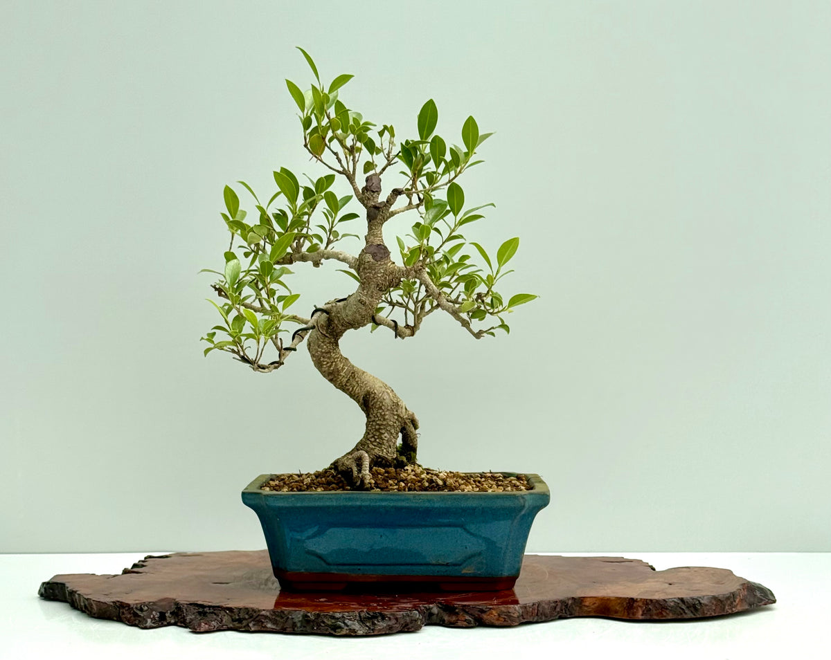 Ficus Retusa Indoor Bonsai Tree