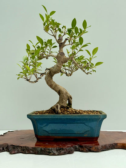 Ficus Retusa Indoor Bonsai Tree