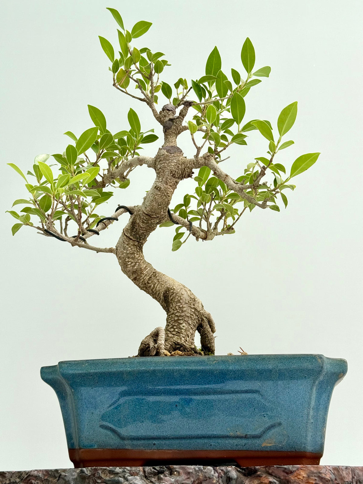 Ficus Retusa Indoor Bonsai Tree