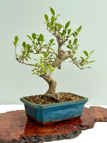 Ficus Retusa Indoor Bonsai Tree