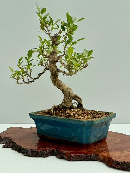 Ficus Retusa Indoor Bonsai Tree