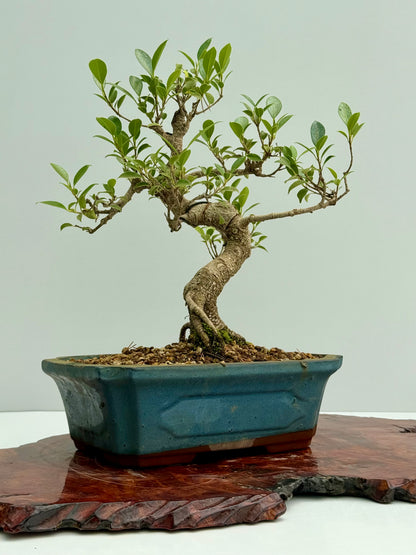 Ficus Retusa Indoor Bonsai Tree