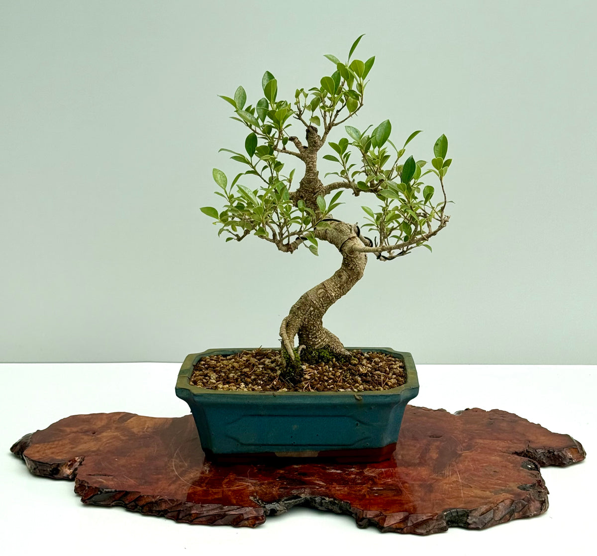 Ficus Retusa Indoor Bonsai Tree