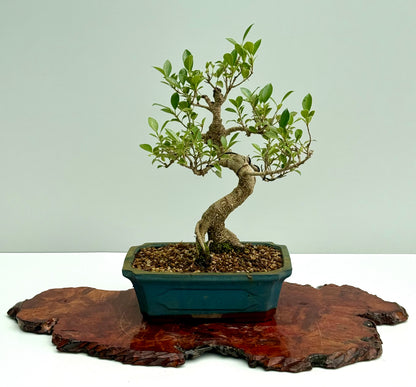 Ficus Retusa Indoor Bonsai Tree