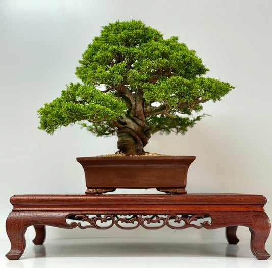 Itoigawa juniper