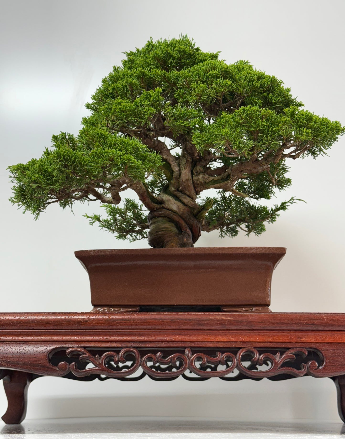 Itoigawa juniper