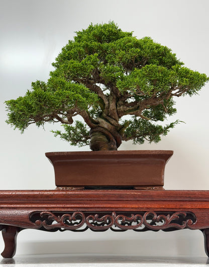 Itoigawa juniper