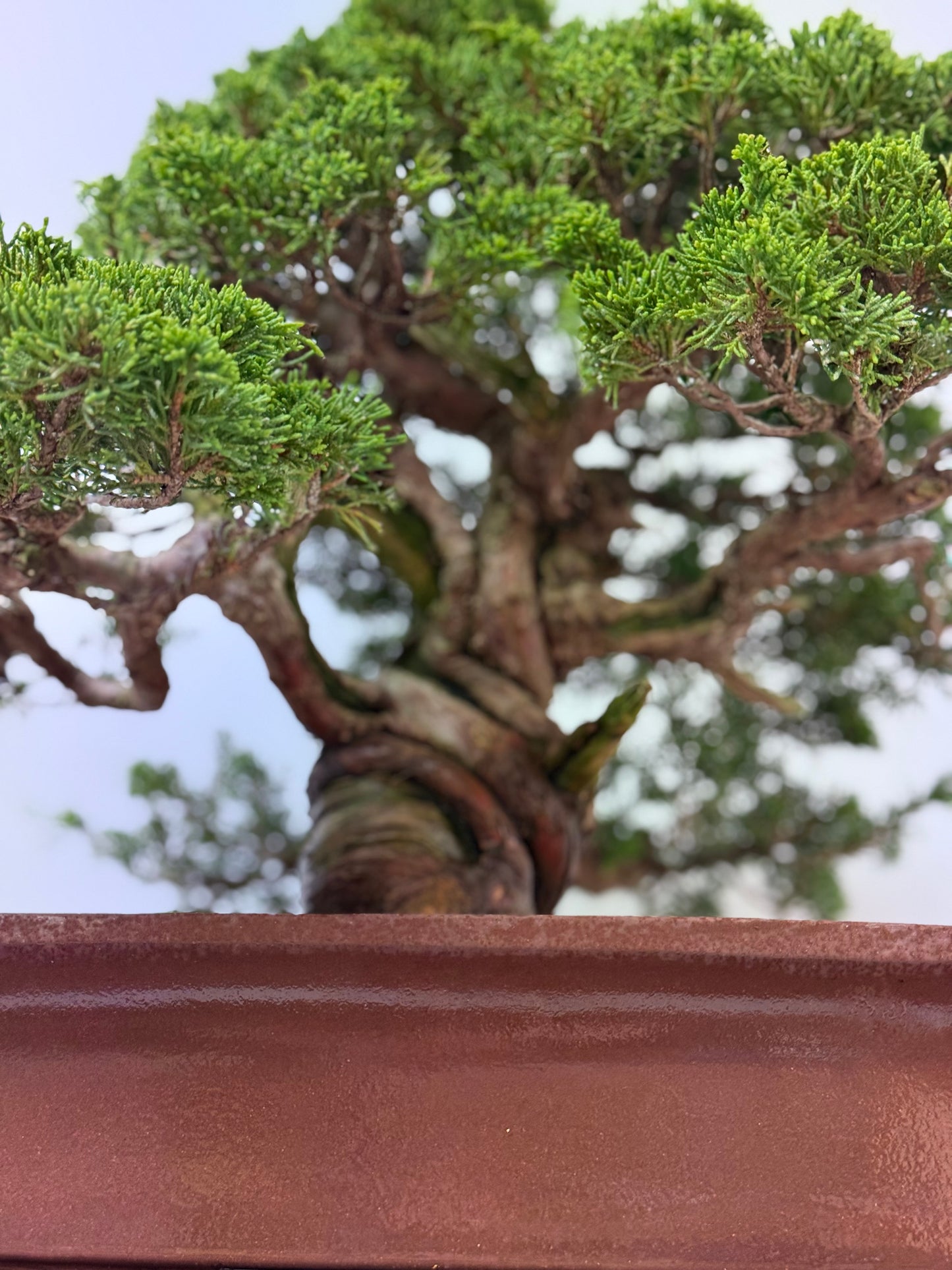 Itoigawa juniper