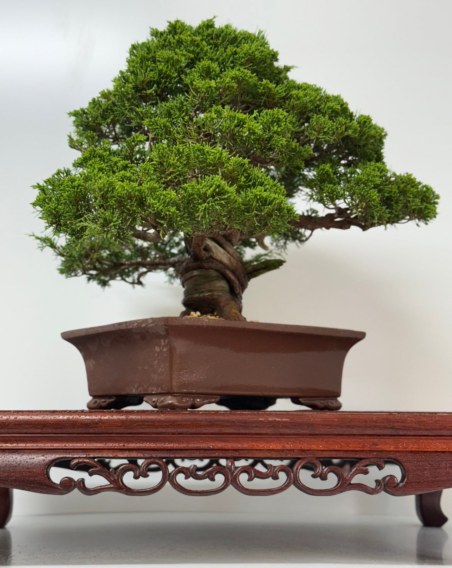 Itoigawa juniper