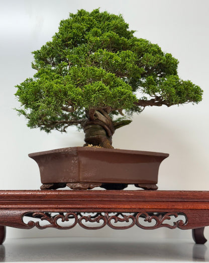 Itoigawa juniper