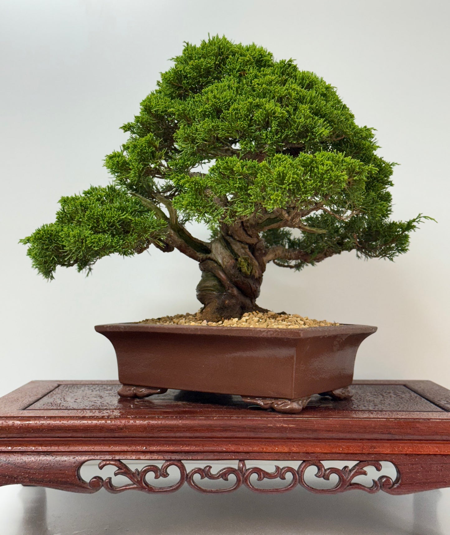 Itoigawa juniper