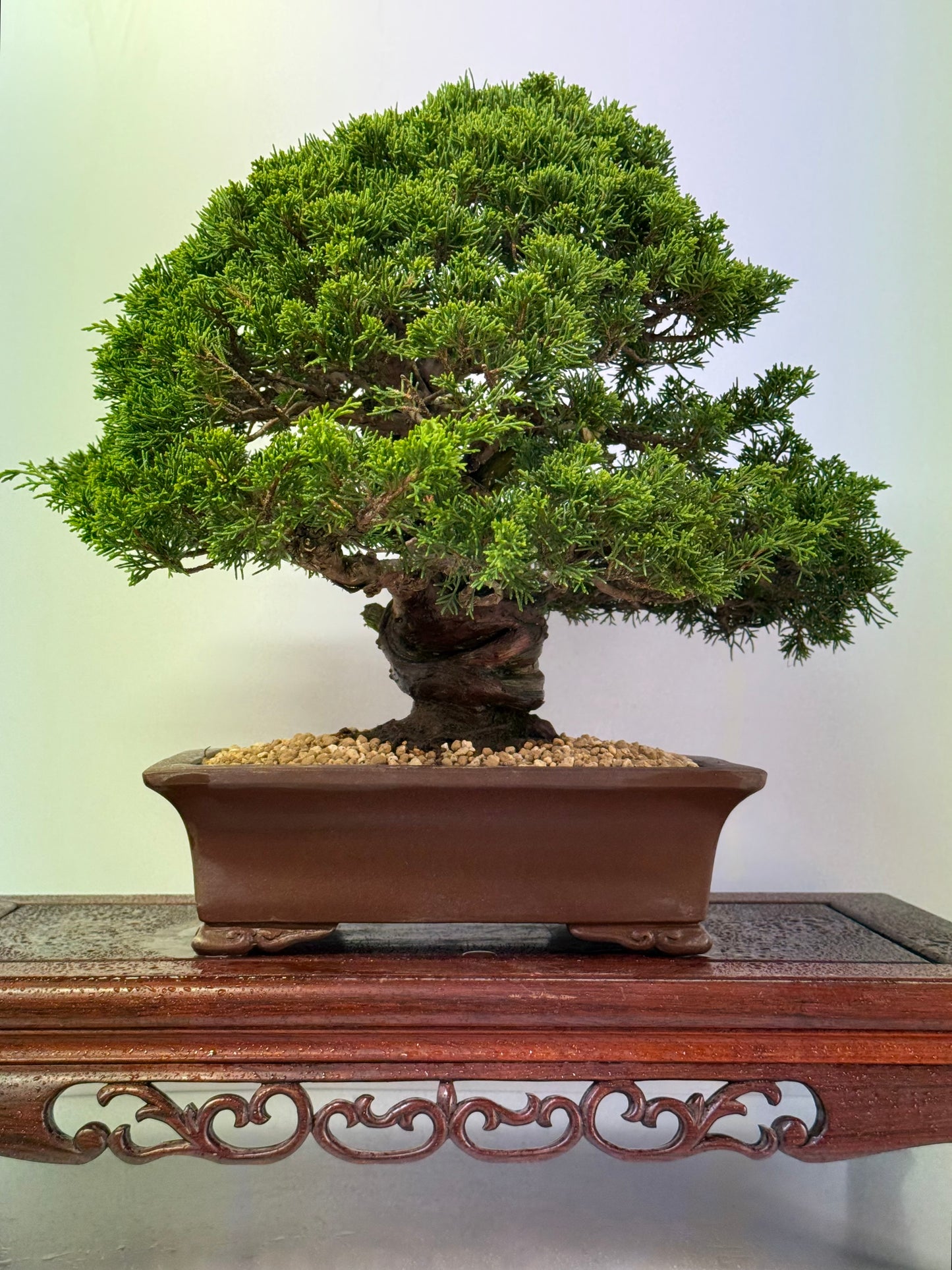 Itoigawa juniper