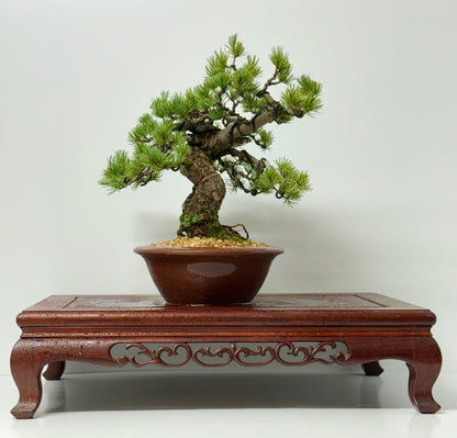 Japanese white Pine