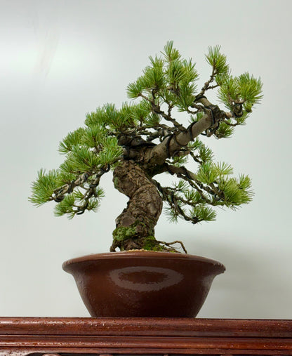 Japanese white Pine