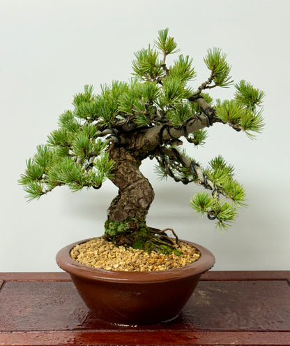 Japanese white Pine