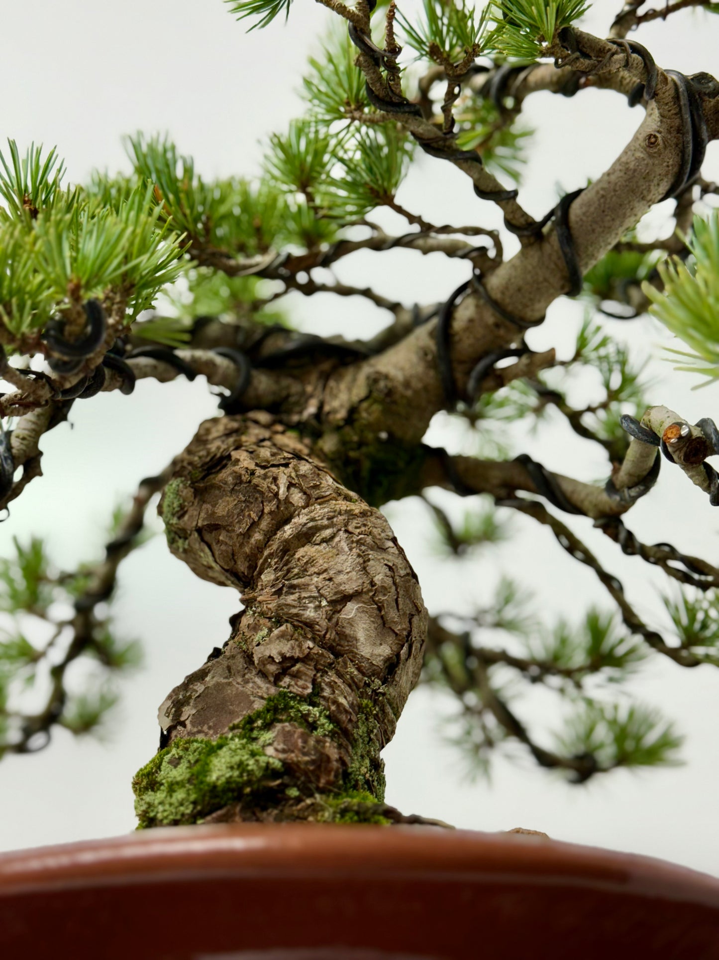Japanese white Pine