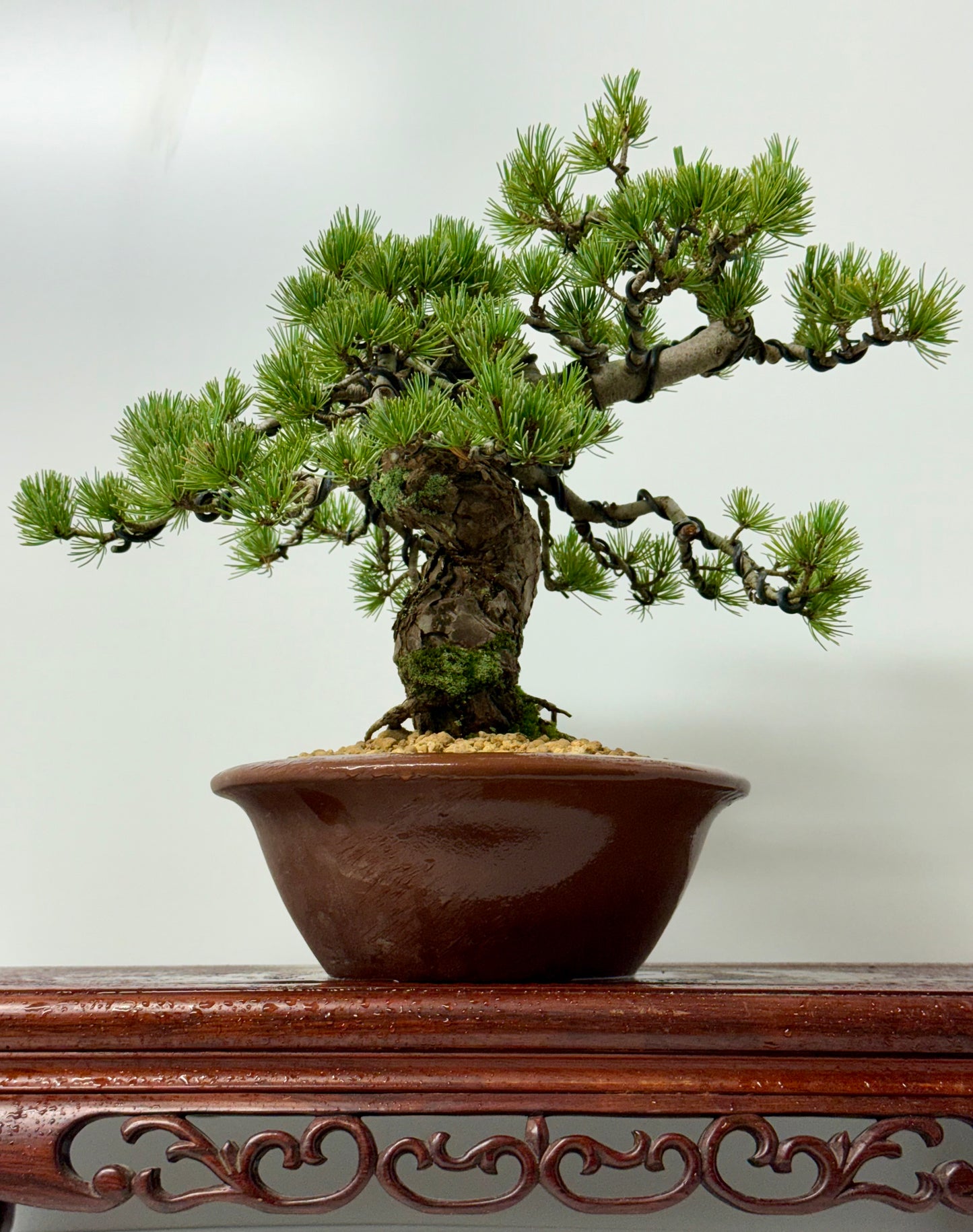 Japanese white Pine