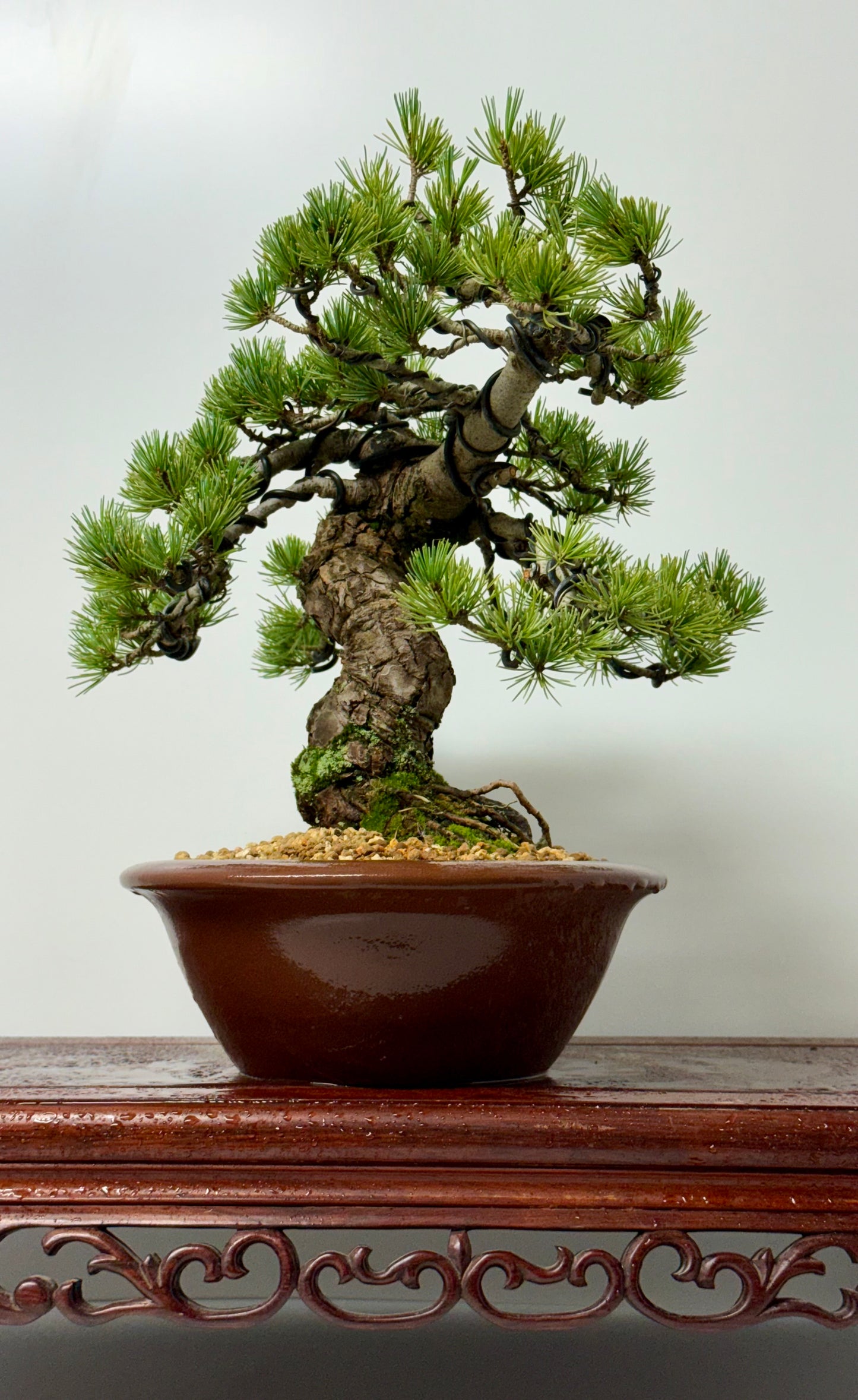 Japanese white Pine