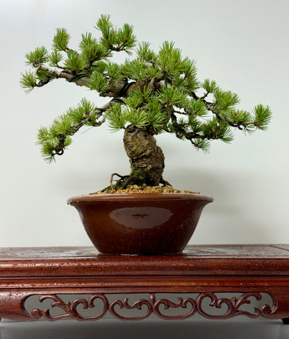 Japanese white Pine