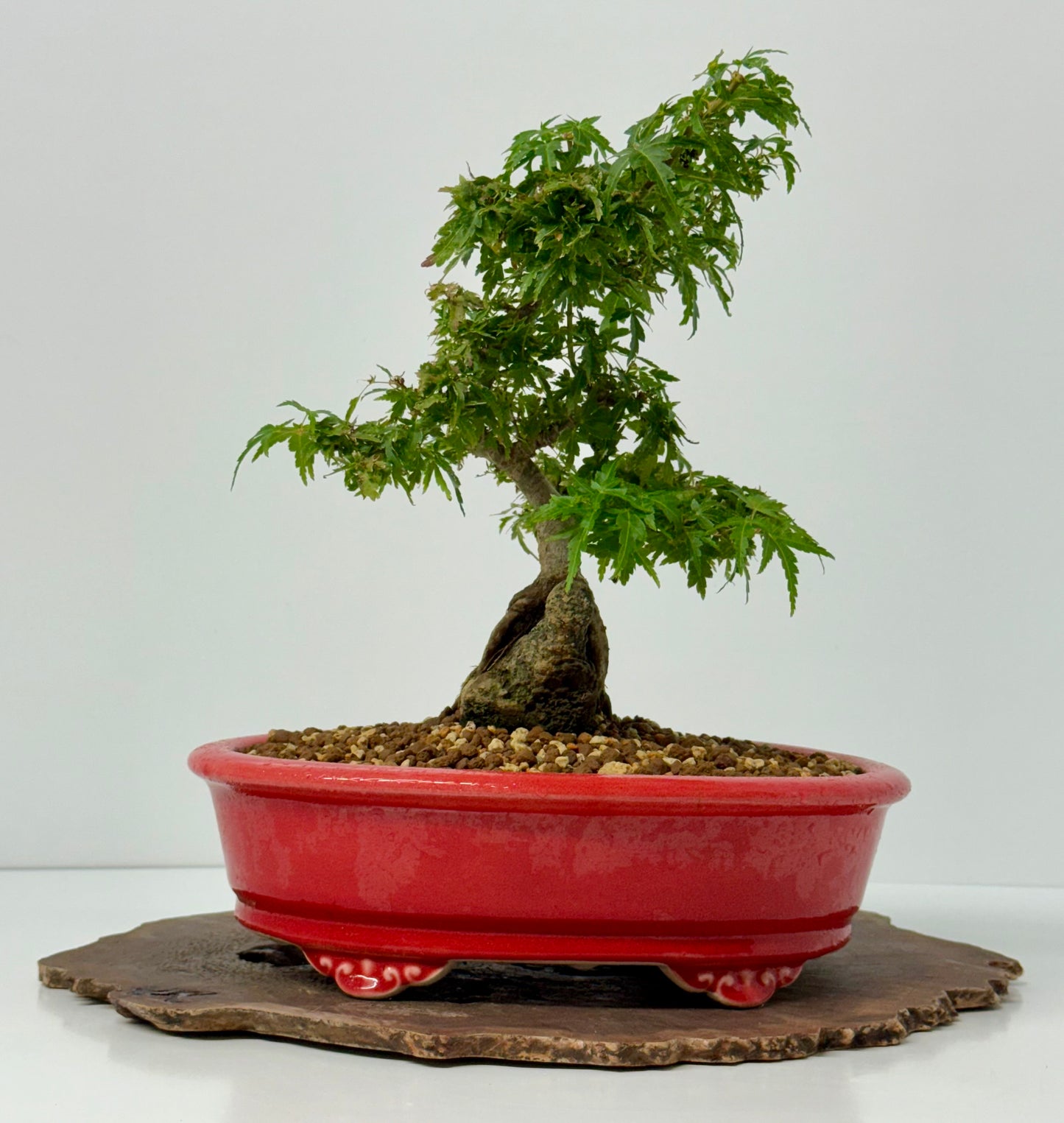 Kotohime Maple on rock
