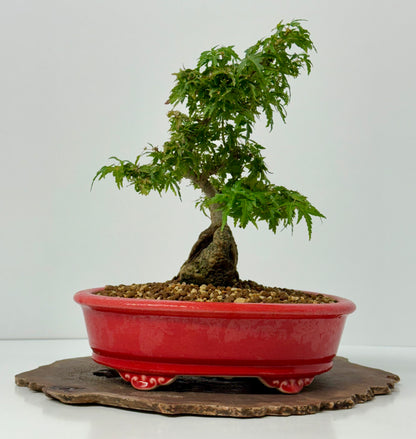 Kotohime Maple on rock