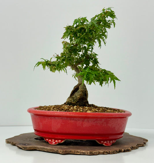 Kotohime Maple on rock